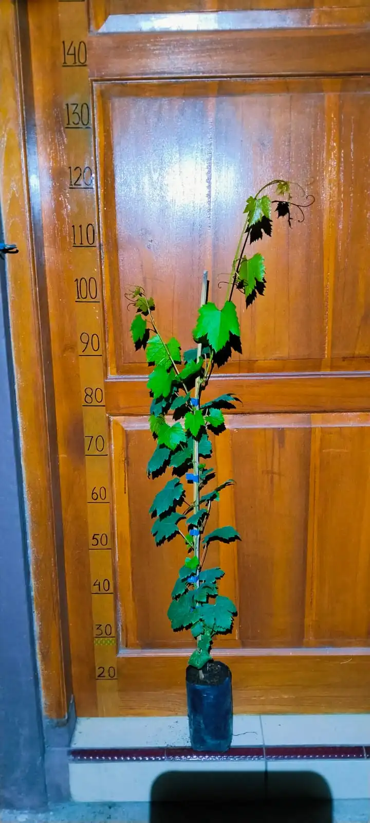 Angelica
