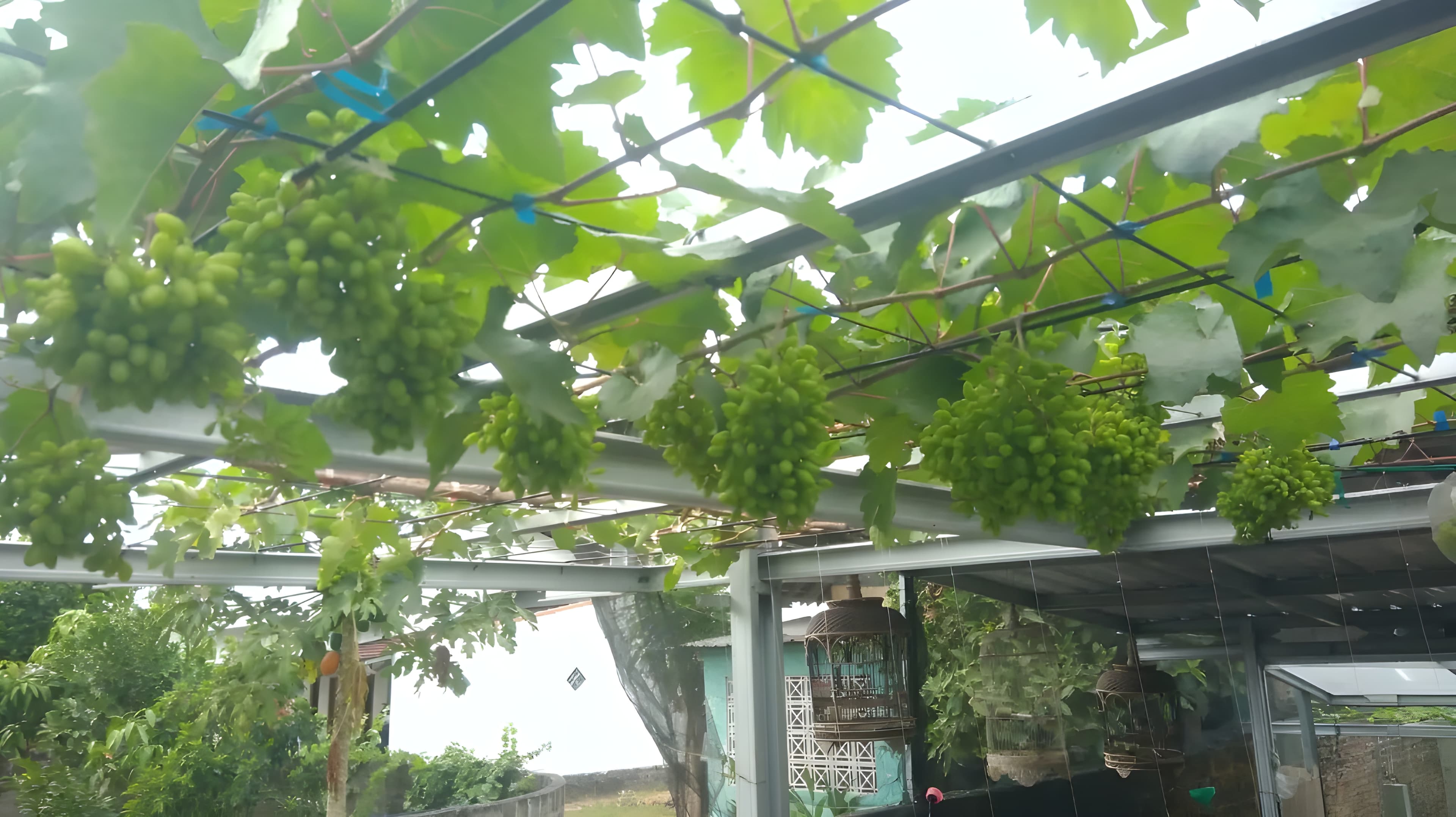Kebun Yufa