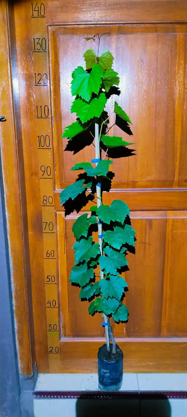 Heliodor